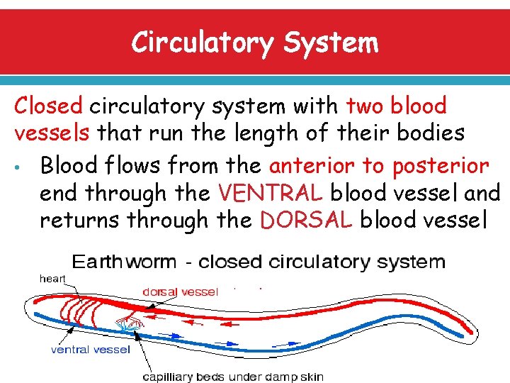 Circulatory System Closed circulatory system with two blood vessels that run the length of