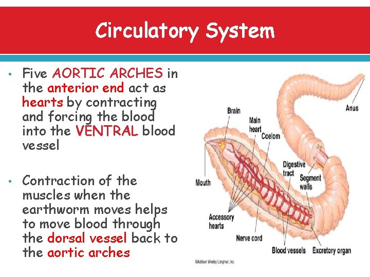 Circulatory System • • Five AORTIC ARCHES in the anterior end act as hearts