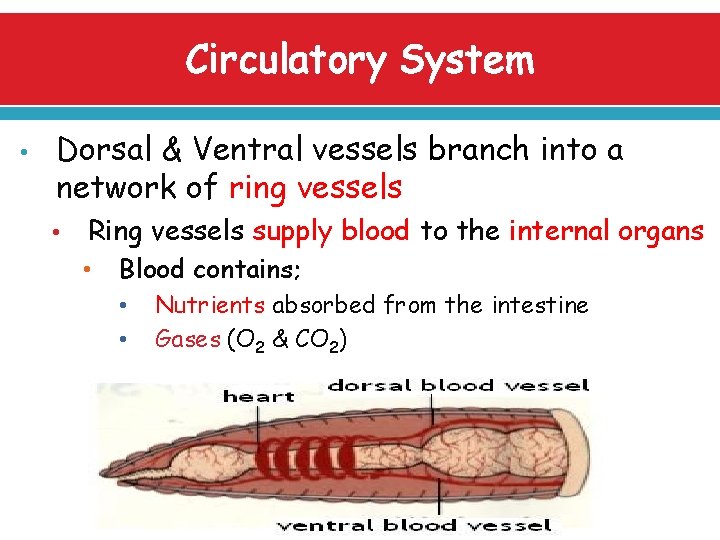 Circulatory System • Dorsal & Ventral vessels branch into a network of ring vessels