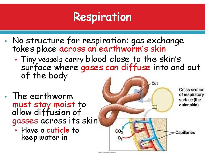 Respiration • • No structure for respiration: gas exchange takes place across an earthworm’s