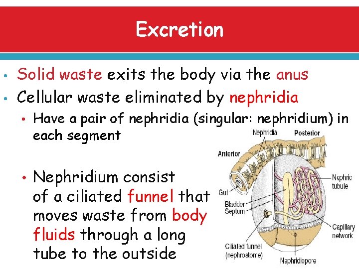 Excretion • • Solid waste exits the body via the anus Cellular waste eliminated