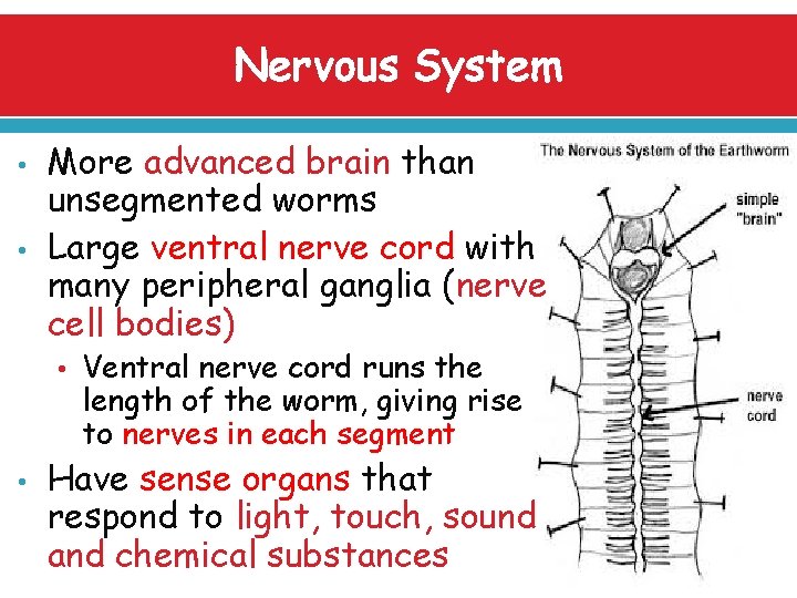 Nervous System • • More advanced brain than unsegmented worms Large ventral nerve cord