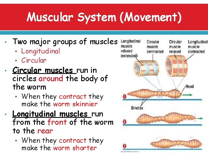 Muscular System (Movement) • Two major groups of muscles • Longitudinal • Circular •