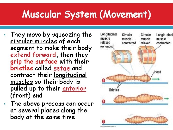 Muscular System (Movement) • • They move by squeezing the circular muscles of each
