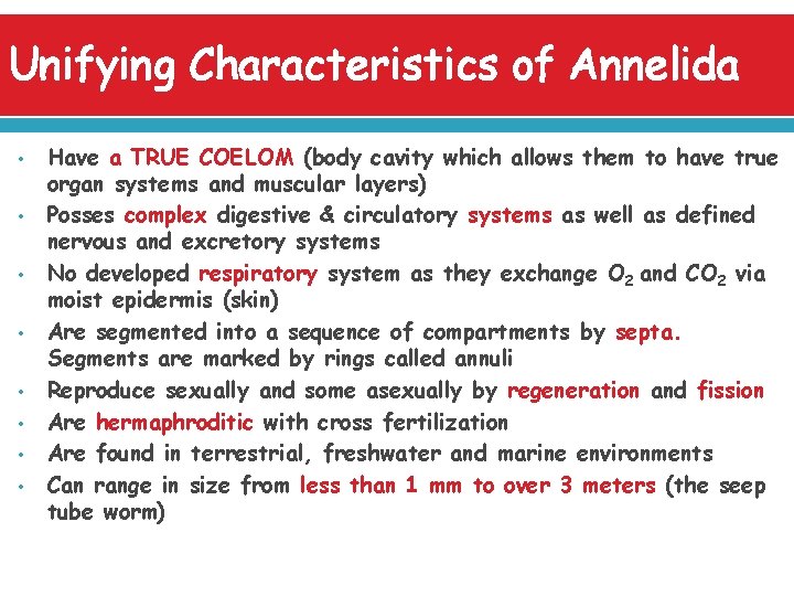 Unifying Characteristics of Annelida • • Have a TRUE COELOM (body cavity which allows