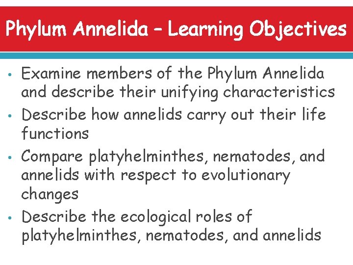 Phylum Annelida – Learning Objectives • • Examine members of the Phylum Annelida and