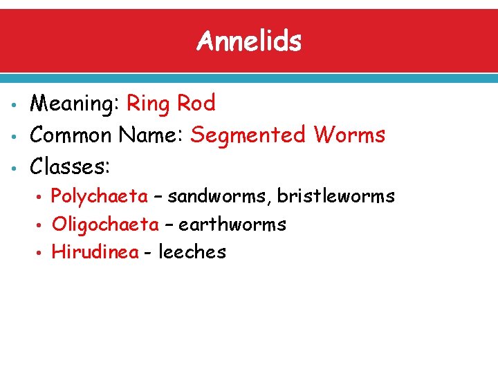Annelids • • • Meaning: Ring Rod Common Name: Segmented Worms Classes: • Polychaeta