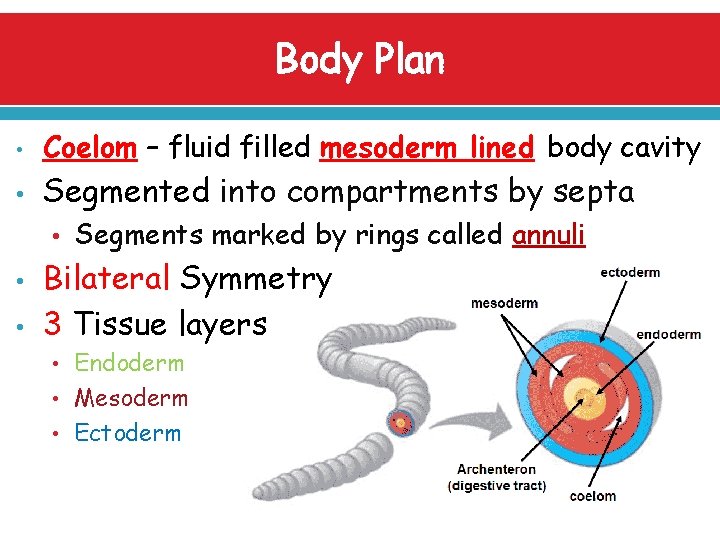 Body Plan • Coelom – fluid filled mesoderm lined body cavity • Segmented into