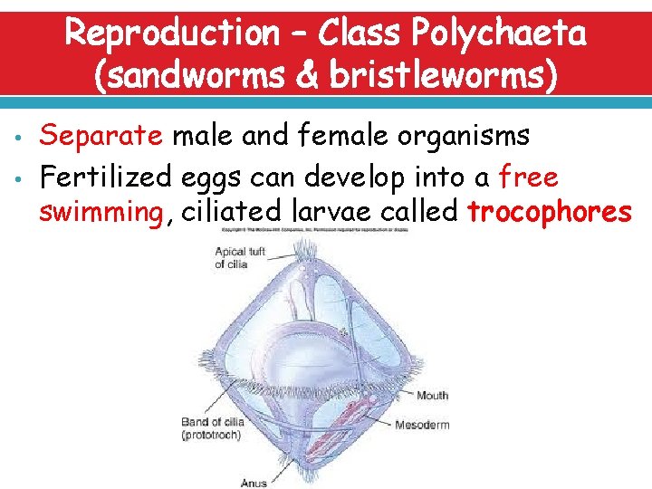 Reproduction – Class Polychaeta (sandworms & bristleworms) • • Separate male and female organisms