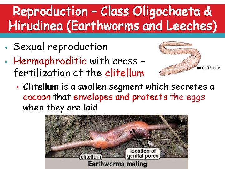Reproduction – Class Oligochaeta & Hirudinea (Earthworms and Leeches) • • Sexual reproduction Hermaphroditic