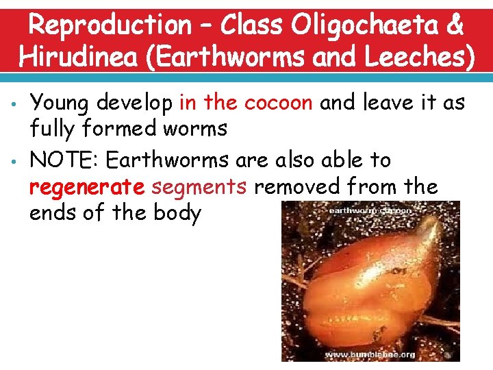 Reproduction – Class Oligochaeta & Hirudinea (Earthworms and Leeches) • • Young develop in