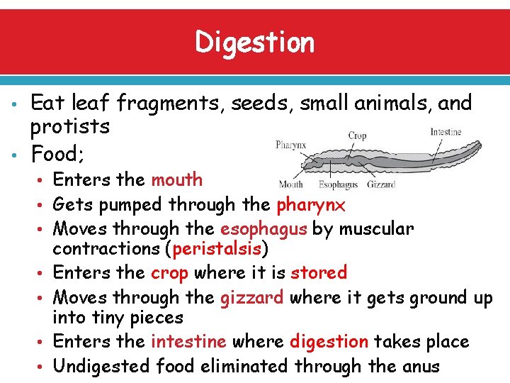 Digestion • • Eat leaf fragments, seeds, small animals, and protists Food; • Enters