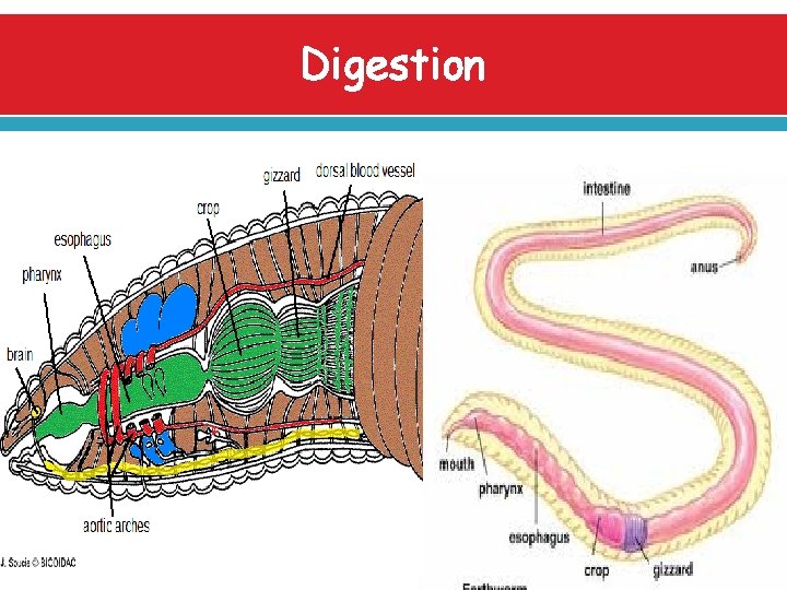 Digestion 