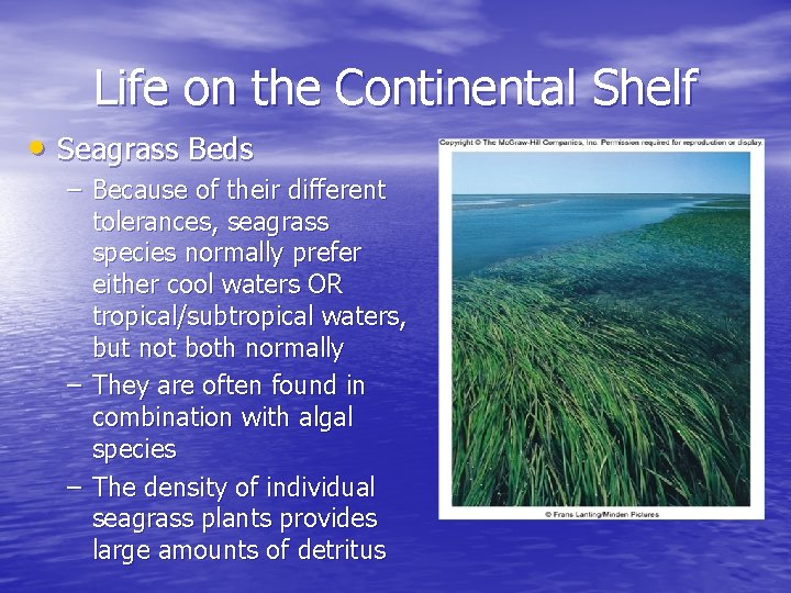 Life on the Continental Shelf • Seagrass Beds – Because of their different tolerances,