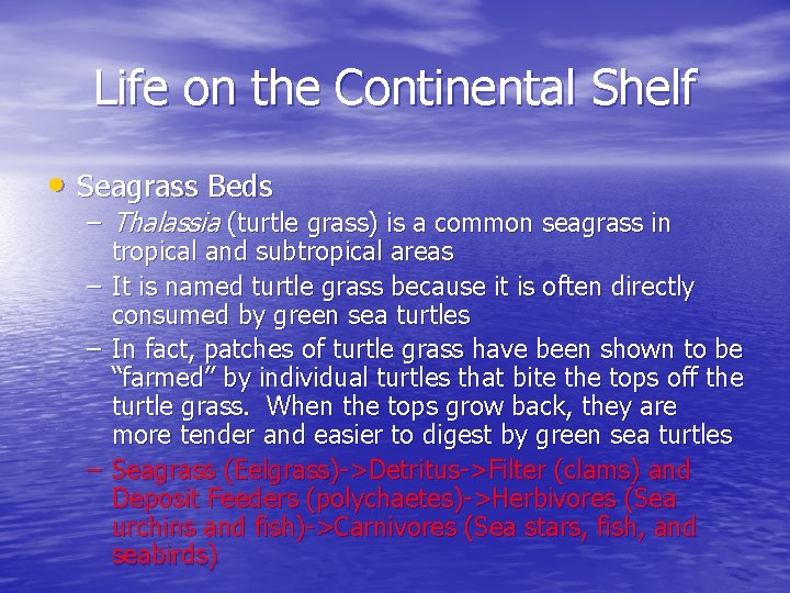 Life on the Continental Shelf • Seagrass Beds – Thalassia (turtle grass) is a
