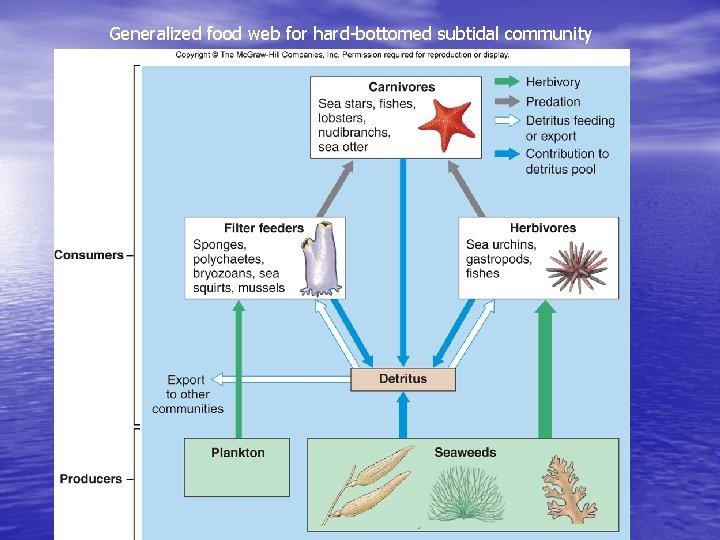 Generalized food web for hard-bottomed subtidal community 