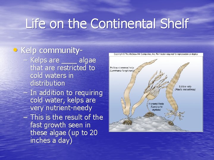 Life on the Continental Shelf • Kelp community- – Kelps are ____ algae that