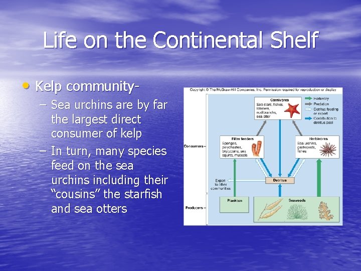 Life on the Continental Shelf • Kelp community– Sea urchins are by far the