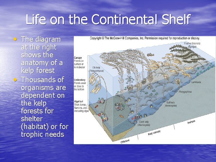 Life on the Continental Shelf • The diagram • at the right shows the