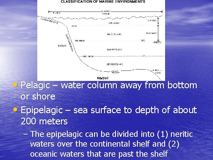  • Pelagic – water column away from bottom or shore • Epipelagic –
