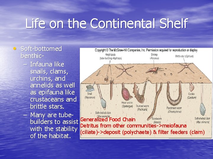 Life on the Continental Shelf • Soft-bottomed benthic– Infauna like snails, clams, urchins, and