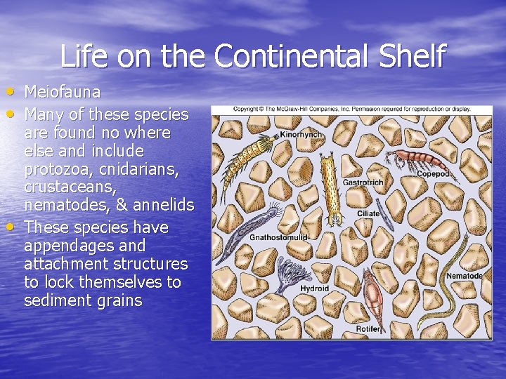 Life on the Continental Shelf • Meiofauna • Many of these species • are