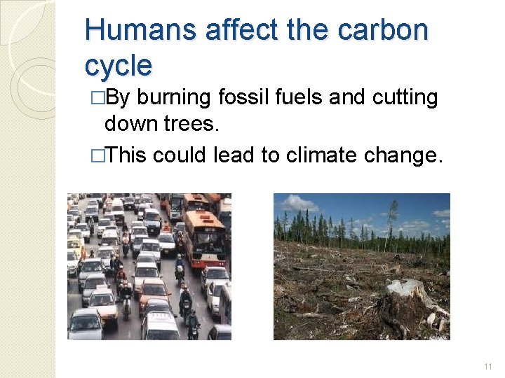 Humans affect the carbon cycle �By burning fossil fuels and cutting down trees. �This