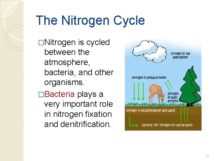 The Nitrogen Cycle �Nitrogen is cycled between the atmosphere, bacteria, and other organisms. �Bacteria