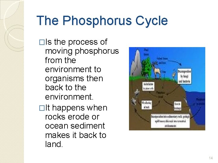 The Phosphorus Cycle �Is the process of moving phosphorus from the environment to organisms