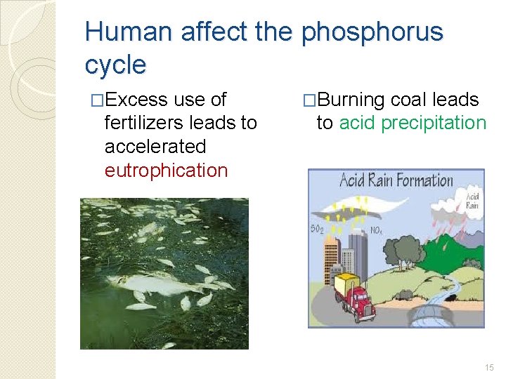 Human affect the phosphorus cycle �Excess use of fertilizers leads to accelerated eutrophication �Burning