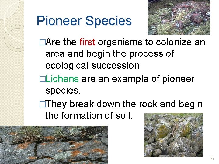 Pioneer Species �Are the first organisms to colonize an area and begin the process
