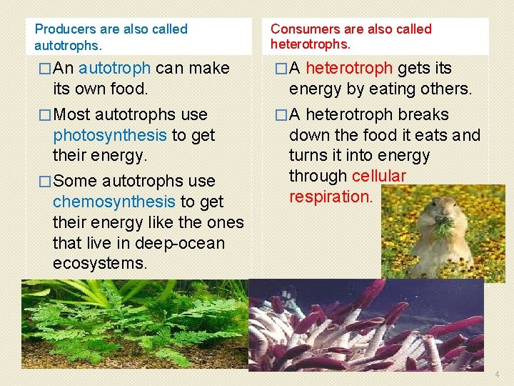 Producers are also called autotrophs. Consumers are also called heterotrophs. � An �A autotroph