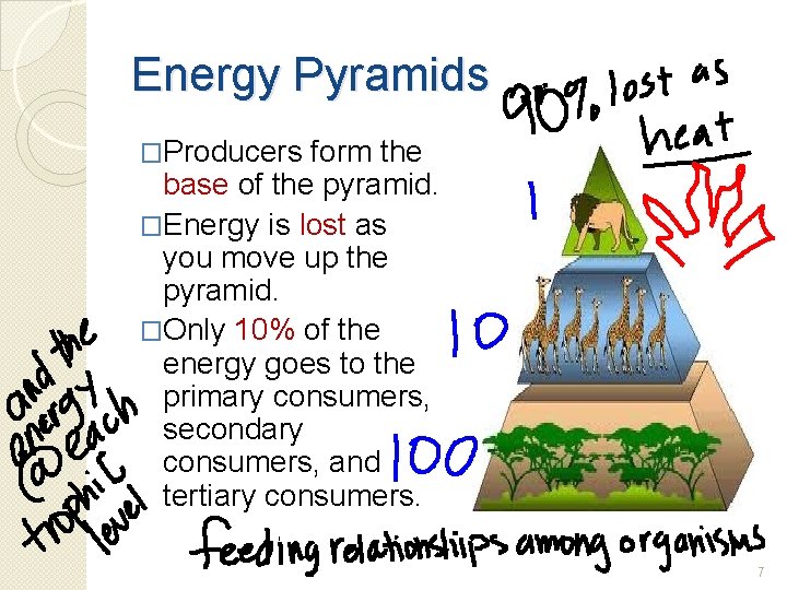 Energy Pyramids �Producers form the base of the pyramid. �Energy is lost as you