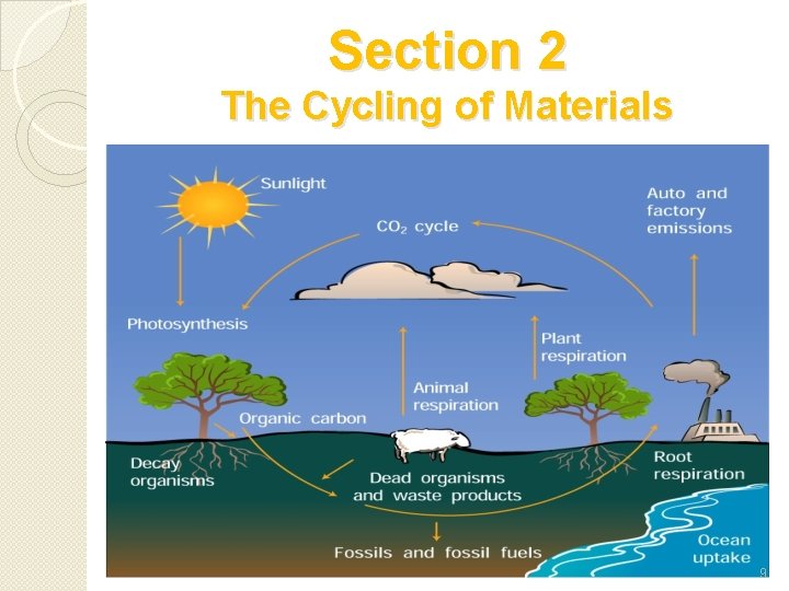 Section 2 The Cycling of Materials 9 