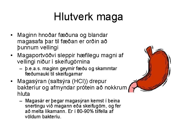 Hlutverk maga • Maginn hnoðar fæðuna og blandar magasafa þar til fæðan er orðin