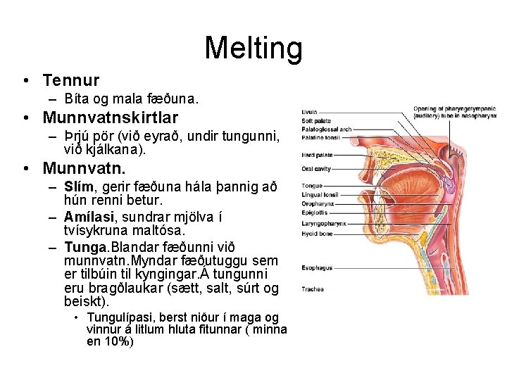 Melting • Tennur – Bíta og mala fæðuna. • Munnvatnskirtlar – Þrjú pör (við