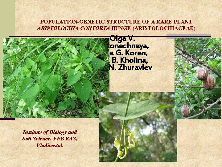 POPULATION-GENETIC STRUCTURE OF A RARE PLANT ARISTOLOCHIA CONTORTA BUNGE (ARISTOLOCHIACEAE) Olga V. Nakonechnaya, Olga