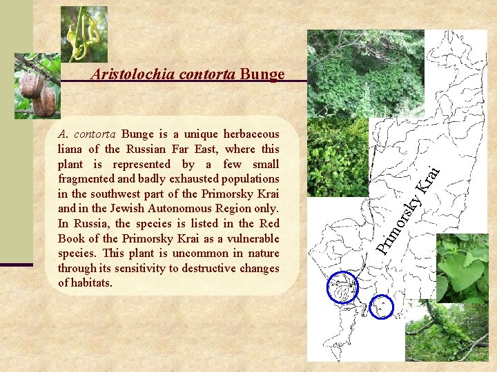 rsk mo Pri A. contorta Bunge is a unique herbaceous liana of the Russian