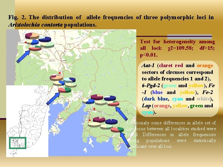 Fig. 2. The distribution of allele frequencies of three polymorphic loci in Aristolochia contorta