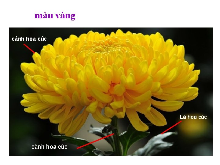 màu vàng cánh hoa cúc Cánh hoa cúc (dài, nhỏ) Lá hoa cúc cành