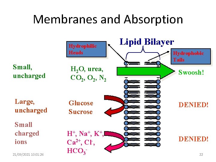 Membranes and Absorption Hydrophilic Heads Lipid Bilayer Hydrophobic Tails Small, uncharged H 2 O,