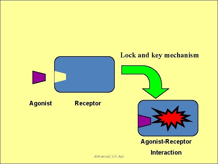 Receptor Interactions Lock and key mechanism Agonist Receptor Agonist-Receptor 21/09/2021 10: 01 Alkhamudi, S.