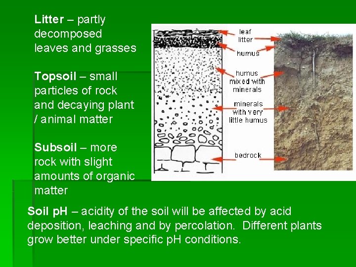 Litter – partly decomposed leaves and grasses Topsoil – small particles of rock and