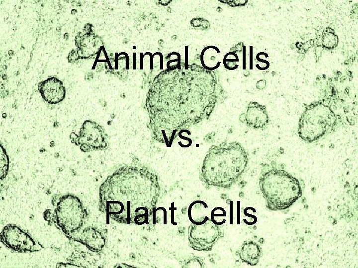 Animal Cells vs. Plant Cells 