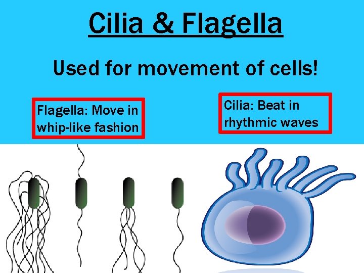 Cilia & Flagella Used for movement of cells! Flagella: Move in whip-like fashion Cilia: