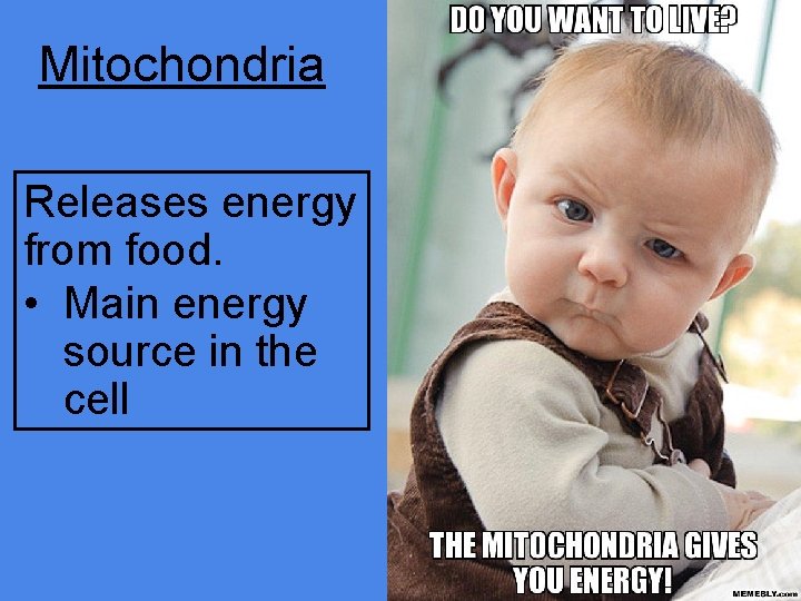 Mitochondria Releases energy from food. • Main energy source in the cell 