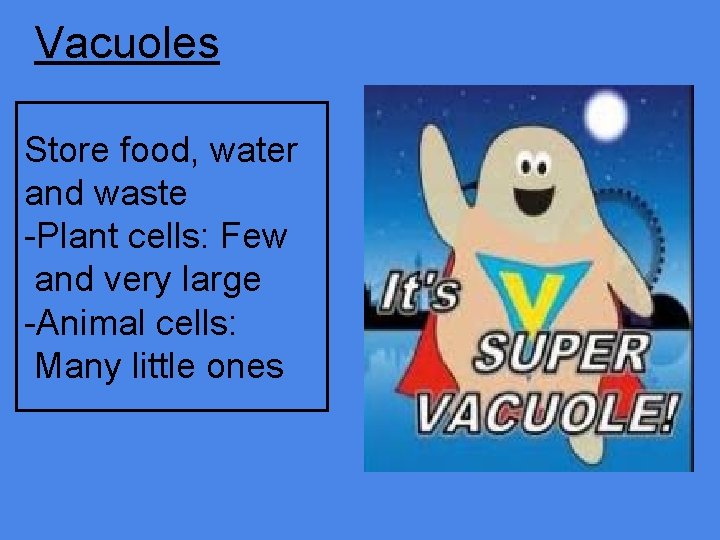 Vacuoles Store food, water and waste -Plant cells: Few and very large -Animal cells: