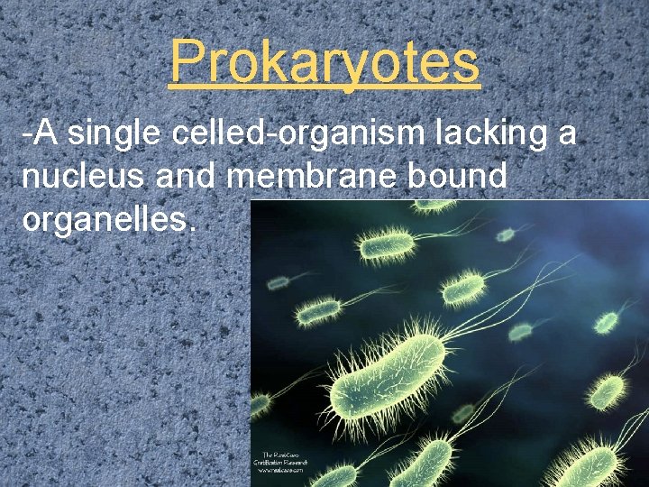 Prokaryotes -A single celled-organism lacking a nucleus and membrane bound organelles. 