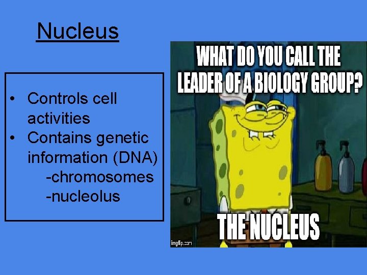 Nucleus • Controls cell activities • Contains genetic information (DNA) -chromosomes -nucleolus 