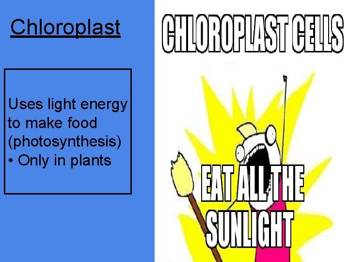 Chloroplast Uses light energy to make food (photosynthesis) • Only in plants 